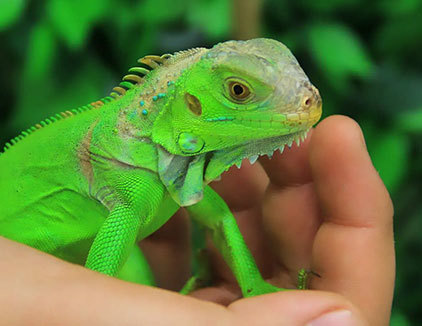 سرزمین لمس حیوانات (تاچ لند)