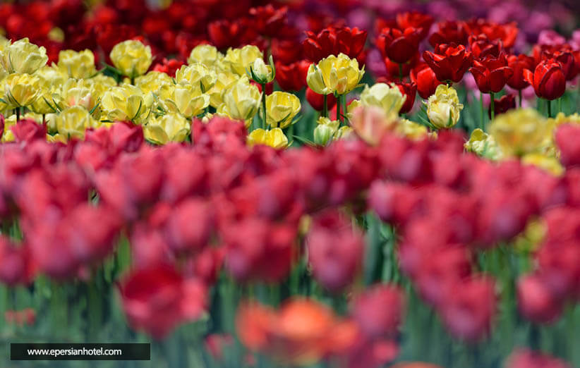 کاشت ۳۴۳ هزار گل پیازی لاله در بوستان‌ها و معابر شهر مشهد