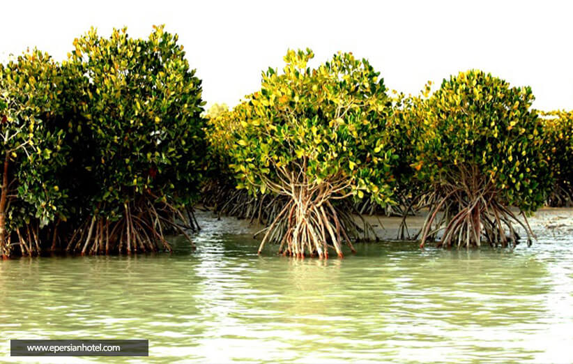  کاشت 2 هزار اصله نهال حرا در جزیره قشم‎