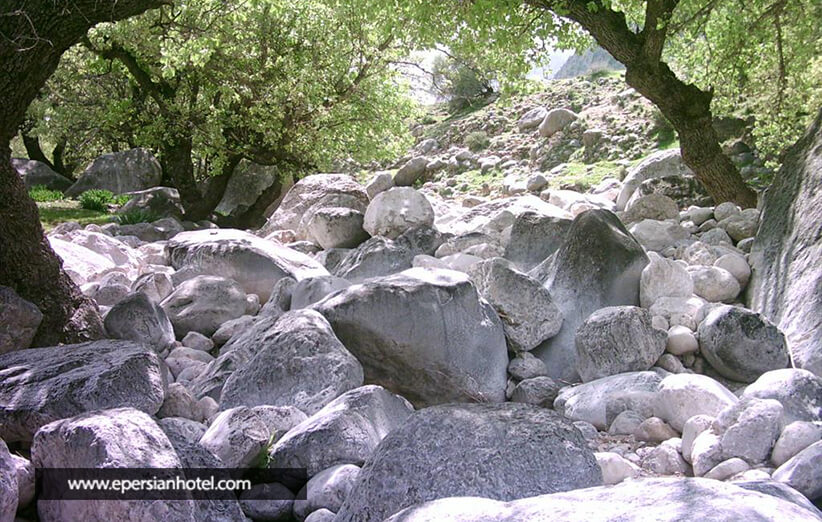 درخت ها تنگه هرایرز دارای جلوه ای مخملی