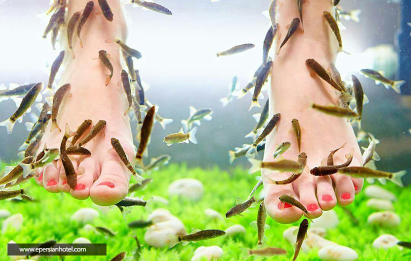 دکتر فیش چالیدره