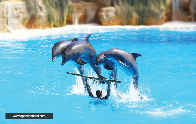 پارک دلفین کیش همراه عکس، آدرس و فیلم