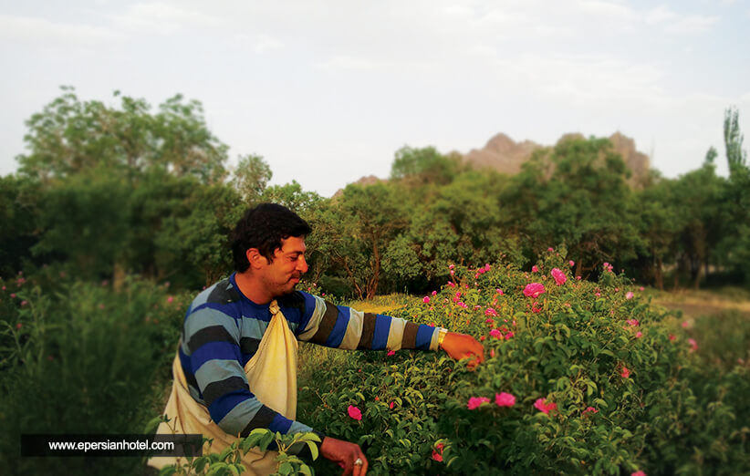 گلاب گیری کاشان