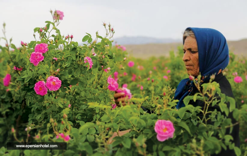 گلاب گیری کاشان