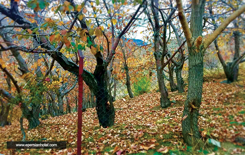 روستای افجه