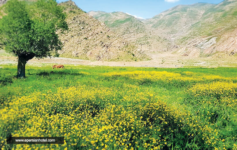 روستای افجه