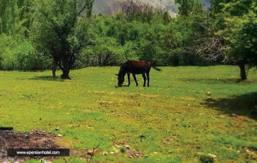 روستای امامه