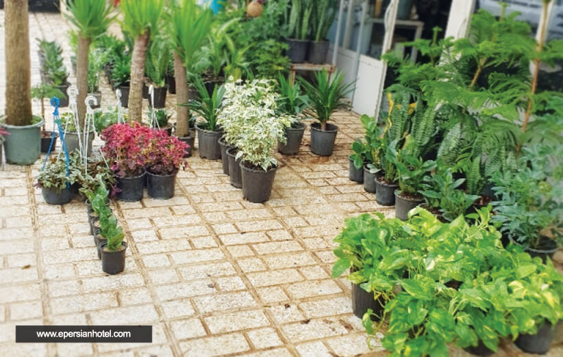 بازار گل محلاتی