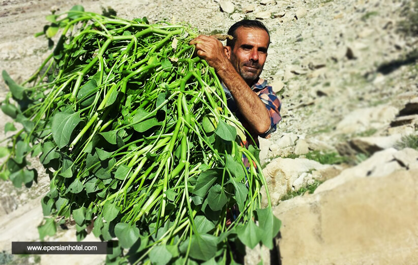 سوغات تهران