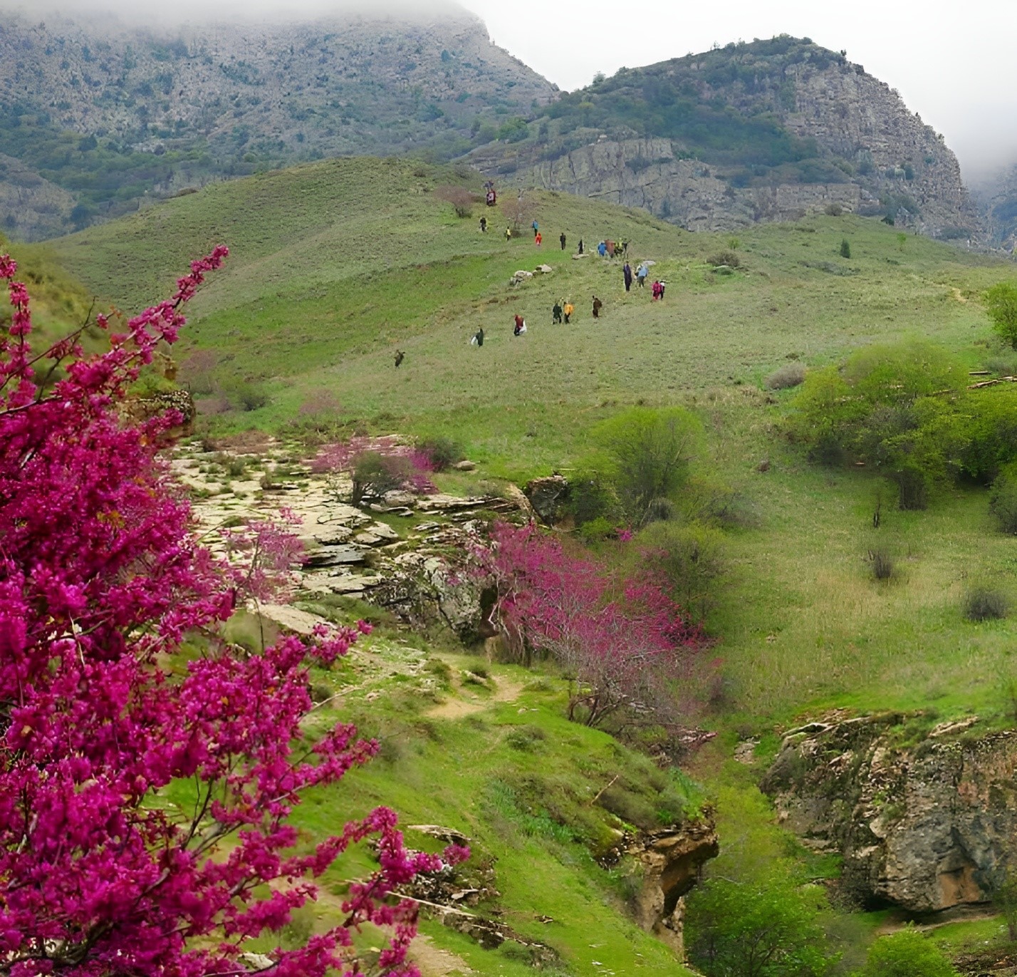 دره ارغوان مشهد ؛ بهشت بنفش در دل طبیعت خراسان