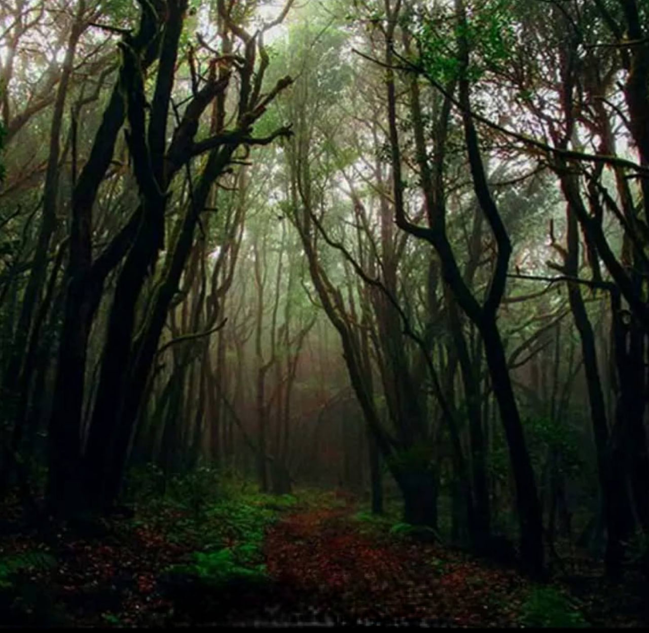 جنگل جیغ مشهد؛ ماجراجویی در ترسناک ترین جنگل ایران