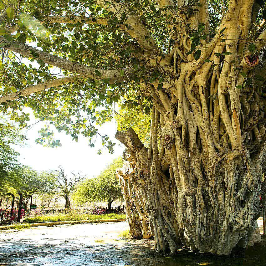 جاذبه های طبیعی کیش: راهنمای کامل شگفتی های مروارید خلیج فارس